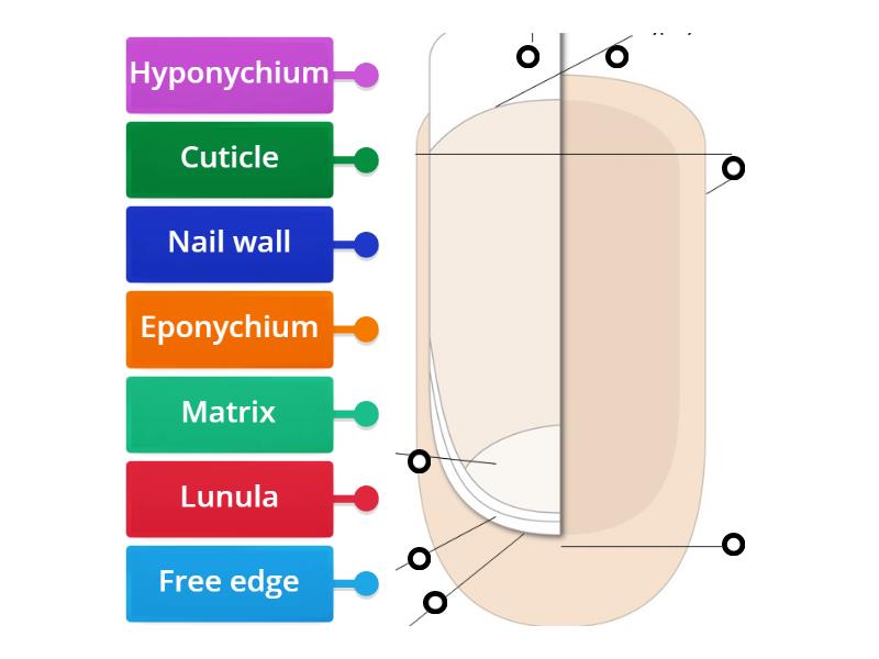 Diagram of the nail - Labelled diagram