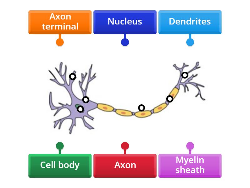 name the two parts of the human body where neurons are found