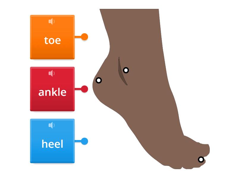 The foot - Labelled diagram