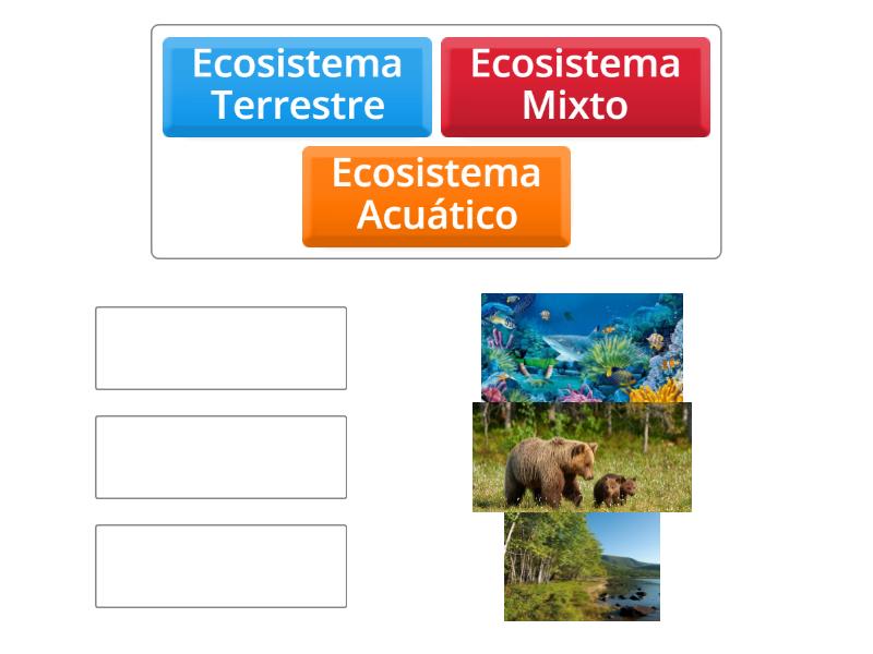 tipos de ecositemas - Match up