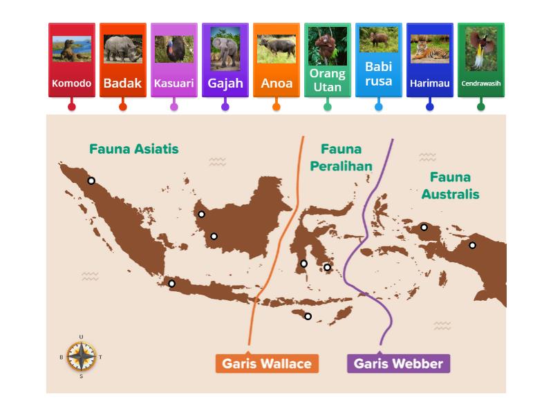 Diagnostik Kognitif Peta Persebaran Fauna Di Indonesia Labelled Diagram