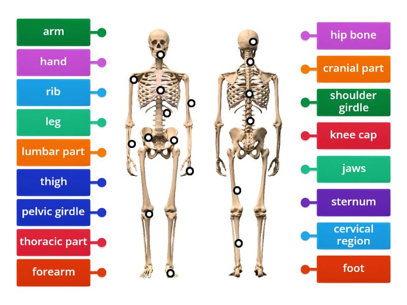 The Skeleton - Labelled diagram