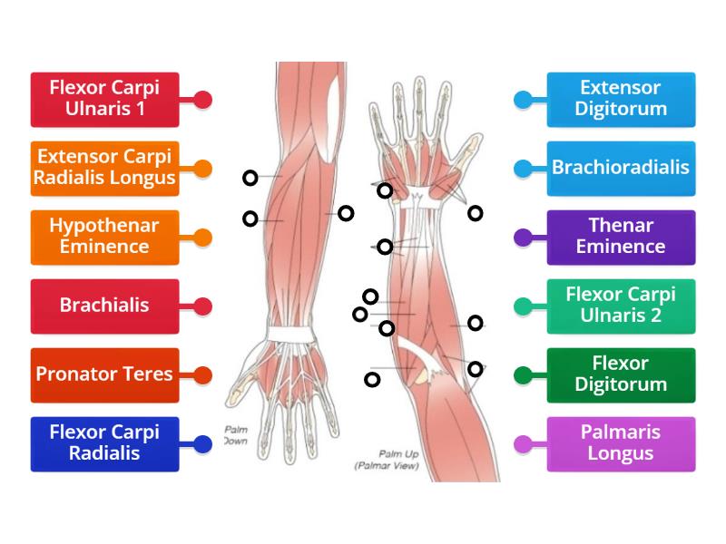 Muscles of the arm and hand - Labelled diagram