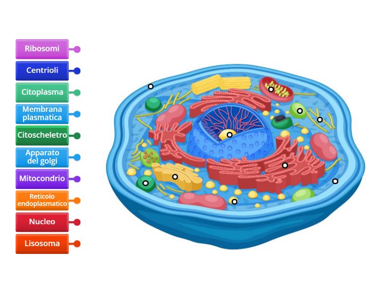 La cellula animale - Labelled diagram