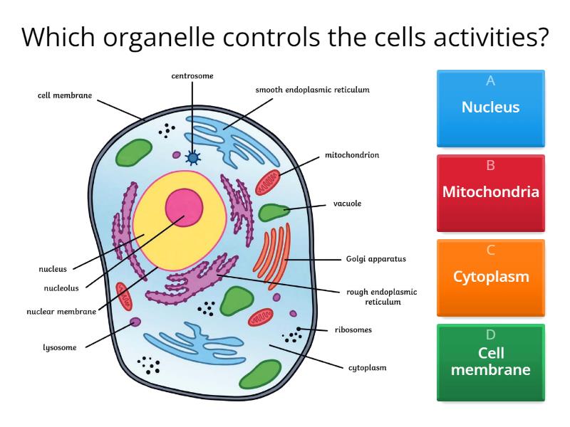 Cell quiz