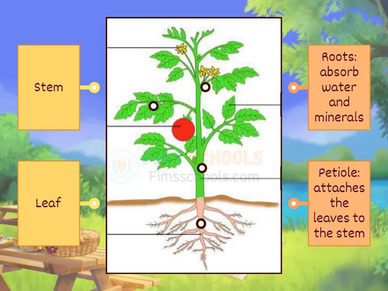 Parts of the plant - Labelled diagram