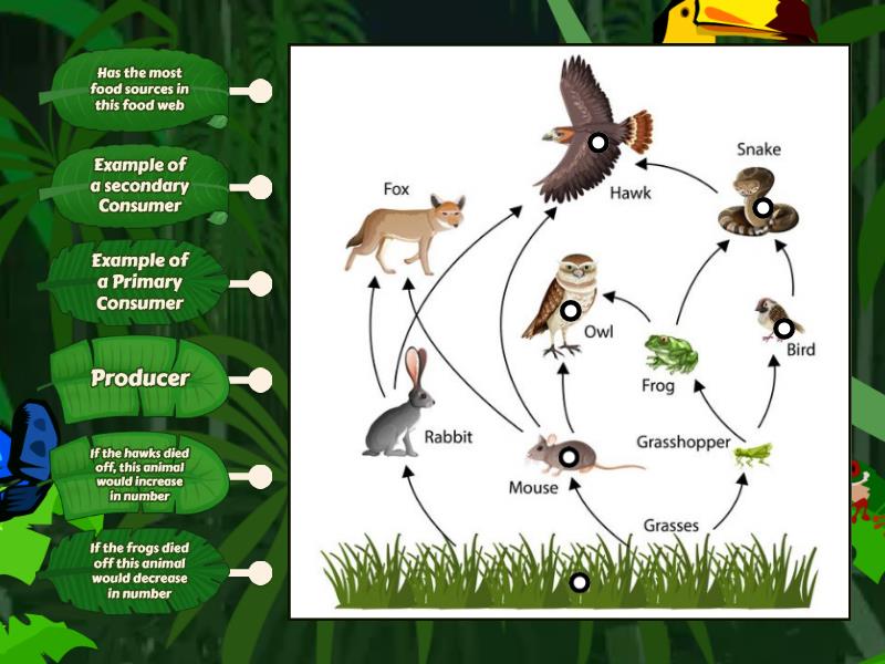 Food Webs - Labelled diagram