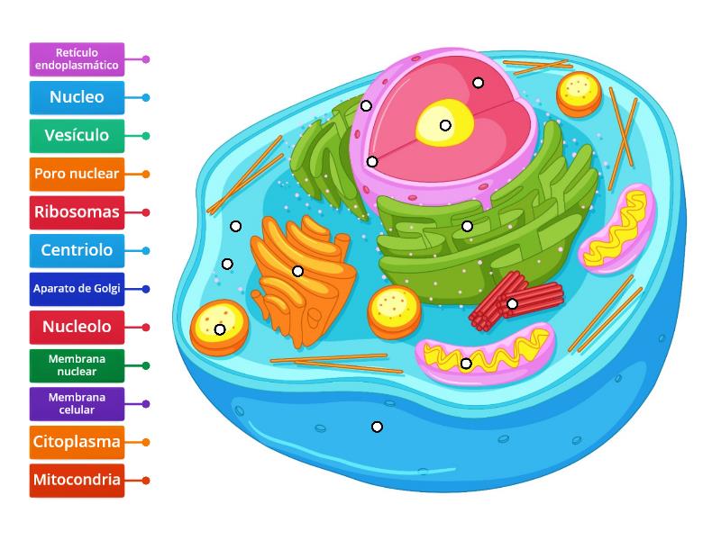 Animal Cell (eucarionte) - Labelled diagram