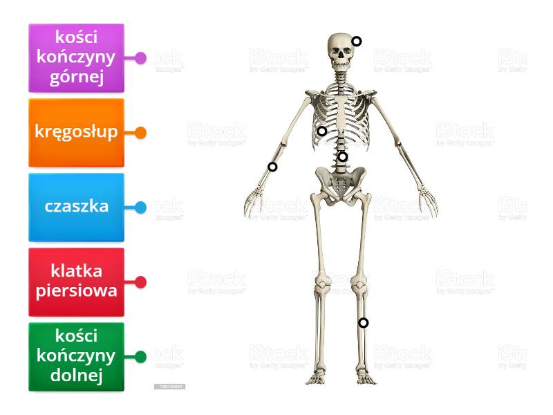 układ kostny - Rysunek z opisami