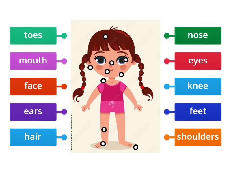 Parts of the body - Labelled diagram