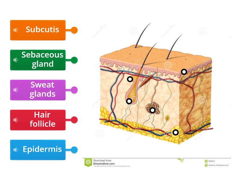 Structure Of Skin - Labelled Diagram