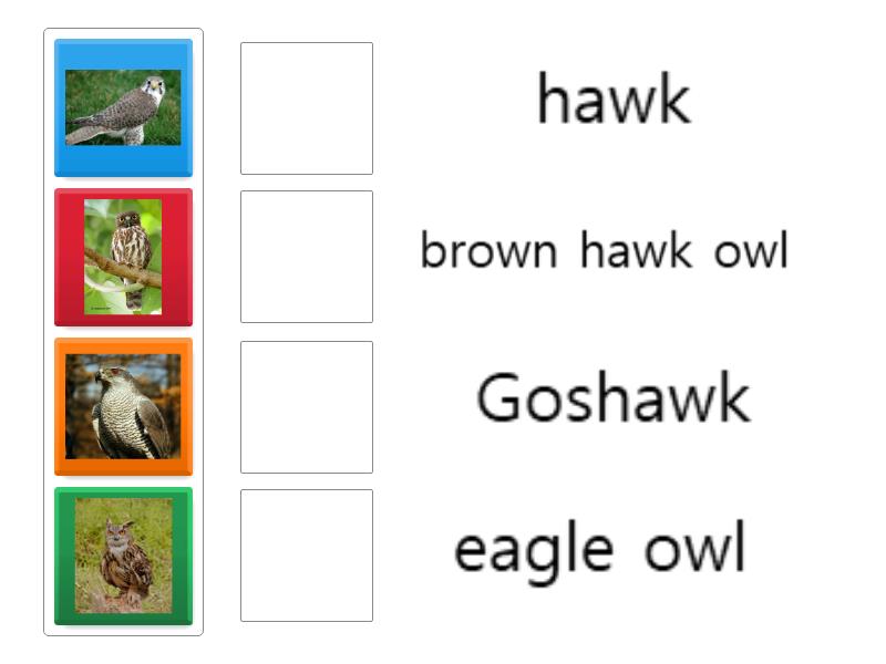 birds-name-match-up