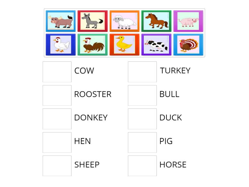 Interactive Quiz Match The Animal Match Up