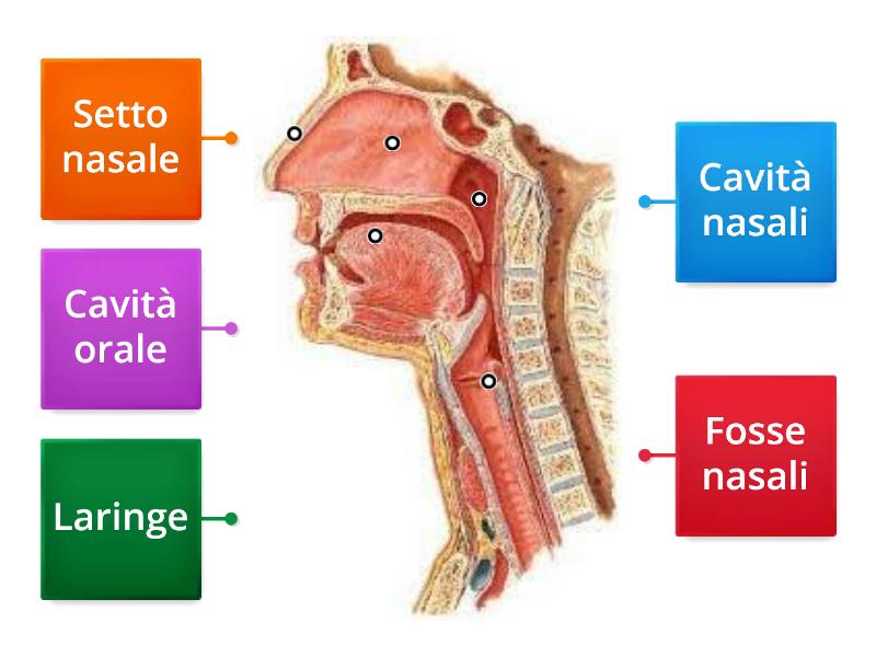 Apparato Respiratorio Vie Aeree Superiori Diagrama Con Etiquetas