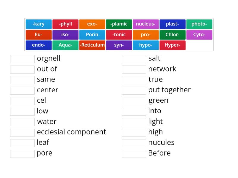 word-root-match-up