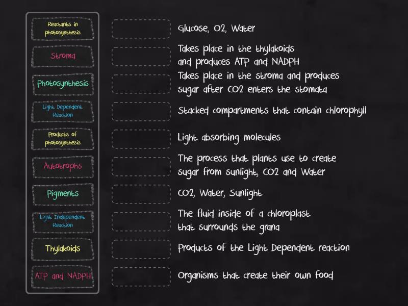 Photosynthesis 2024 Match Up   2ff40bc2f48d4c65a1ed618f8312ef1d 44