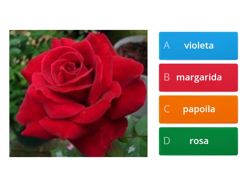 Identifica a flor! - Quiz