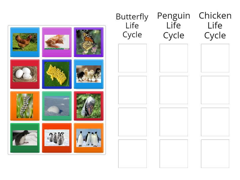 Life Cycle Match - Group sort