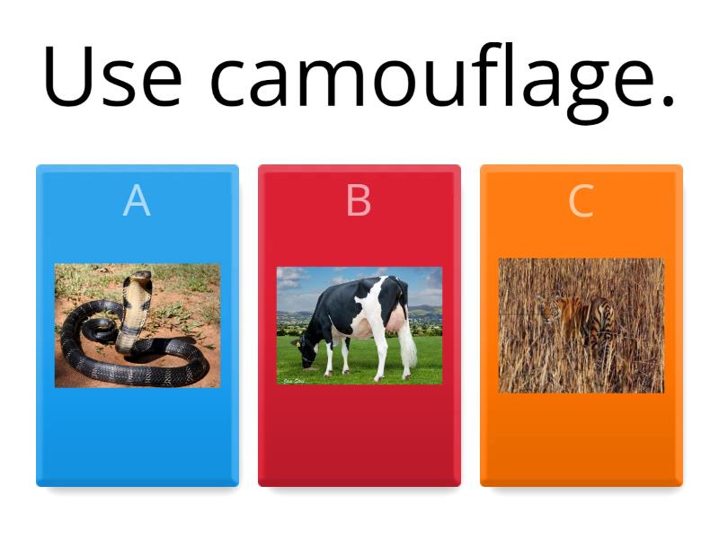 Which predator has this adaptation? - Quiz