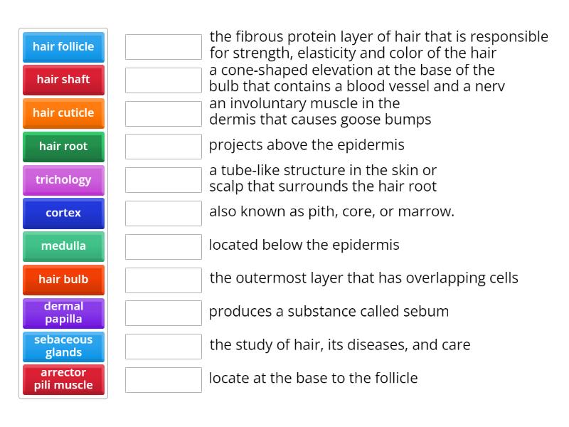 structures of the hair root and shaft - Match up