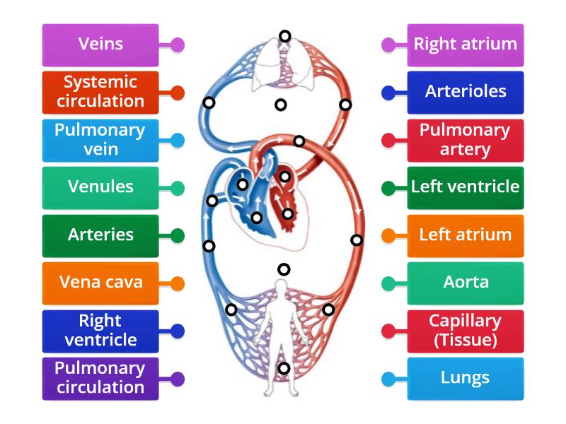 Cardiovascular system - Label the double circulatory system - Labelled ...