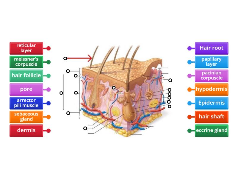 Label the Skin Game - Labelled diagram