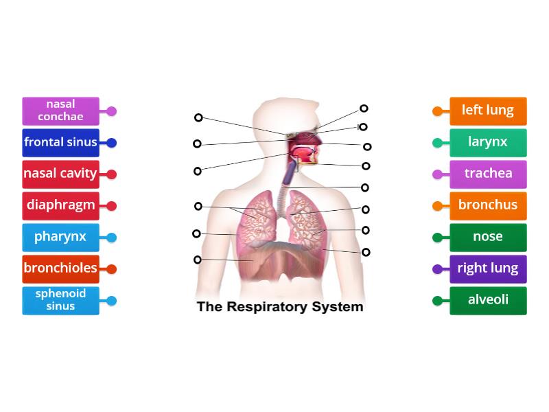 Respiratory system - Labelled diagram