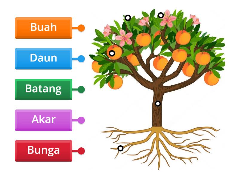 Kenali Bahagian Pokok Labelled Diagram