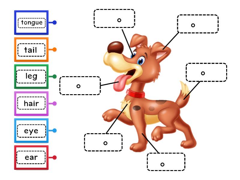 Body parts of dog - Labelled diagram