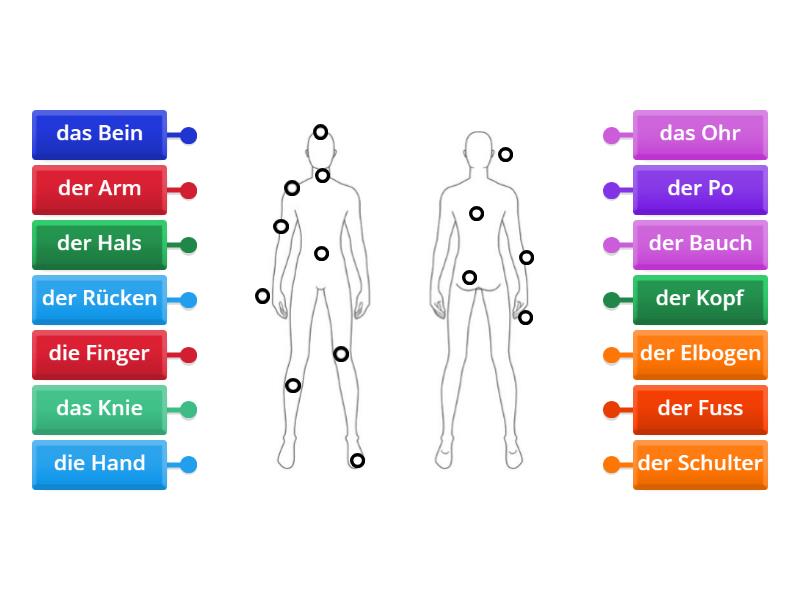 die Körperteile - Labelled diagram