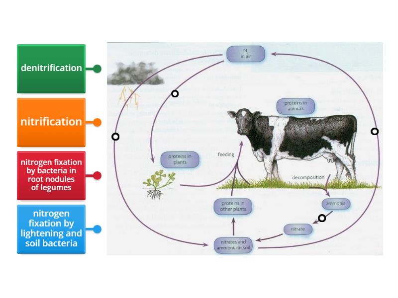 Nitrogen Cycle GCSE - Labelled diagram