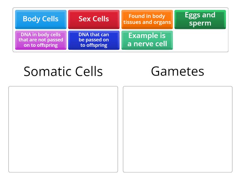 Somatic Cells vs. Gametes - Categorize