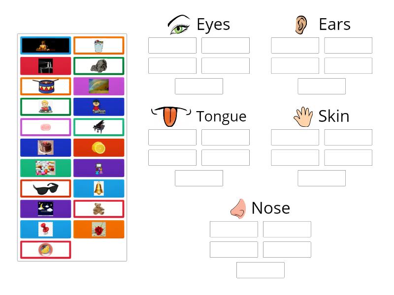 sense organs - Group sort