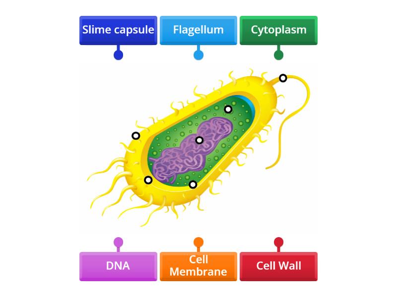 Bacteria Cell - Labelled diagram