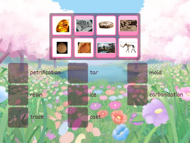 Fossil Sort - Match up