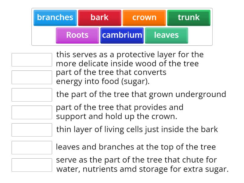 parts-of-a-tree-match-up