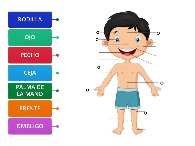 SEÑALAR LAS PARTES DEL CUERPO HUMANO - Labelled diagram