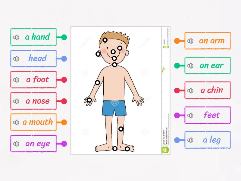 Primary 1 - Unit 7: My Body - Labelled diagram