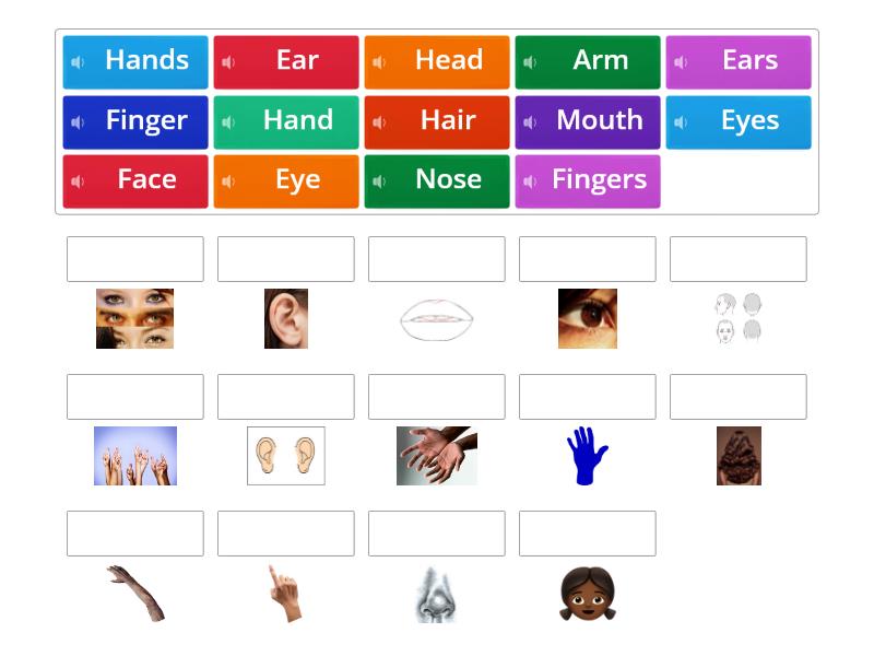 Parts of the Body - Match up