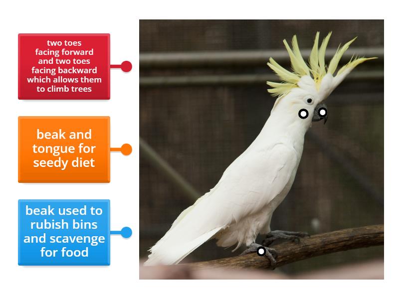 Sulphur-crested Cockatoo - Labelled Diagram