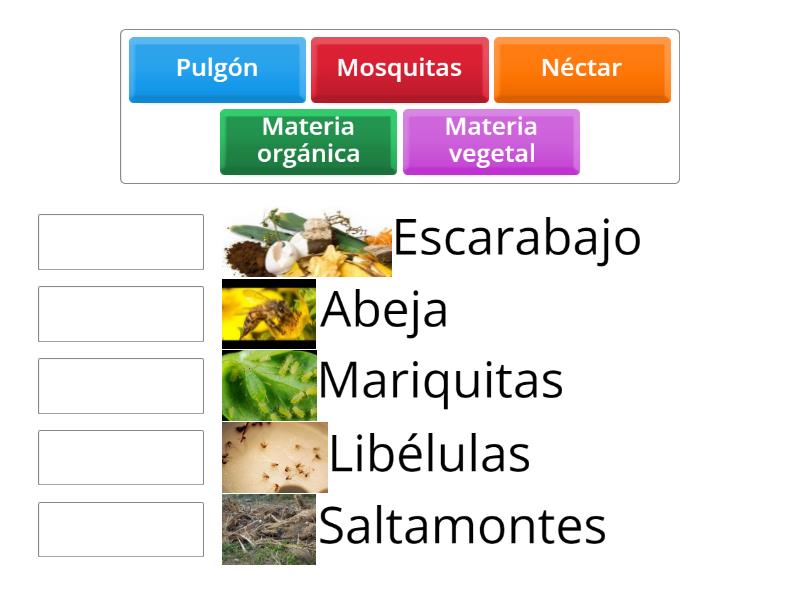 ¿Qué comen los insectos? - Une las parejas