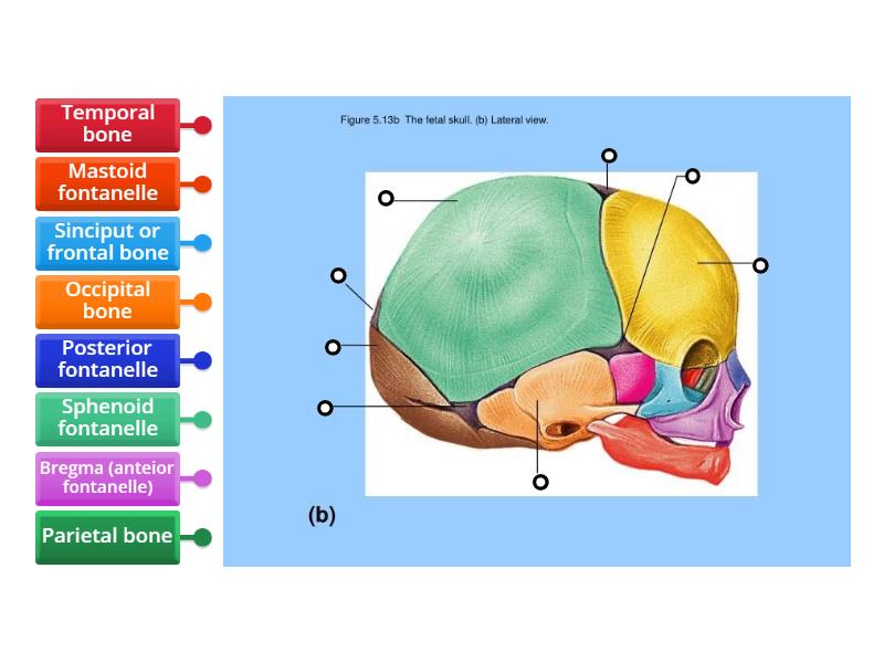 Fetal skull bone - lateral view - Labelled diagram