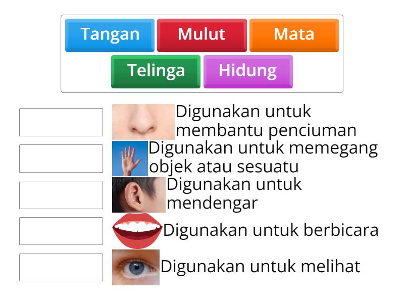 Anggota Tubuh dan Fungsinya - Match up