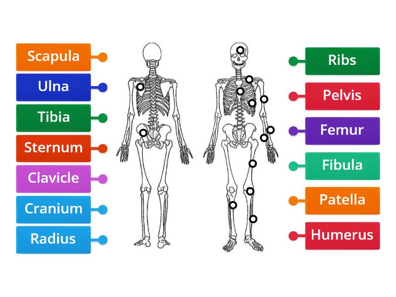 BTEC Skeletal system - Label the bones - Labelled diagram