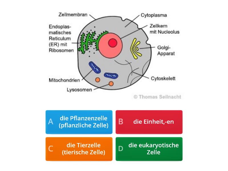 die Zelltheorie (Vokabelliste) - Quiz