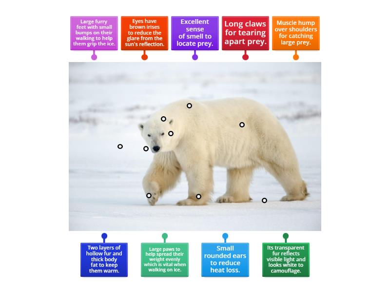 Label the polar bear's adaptations - Labelled diagram