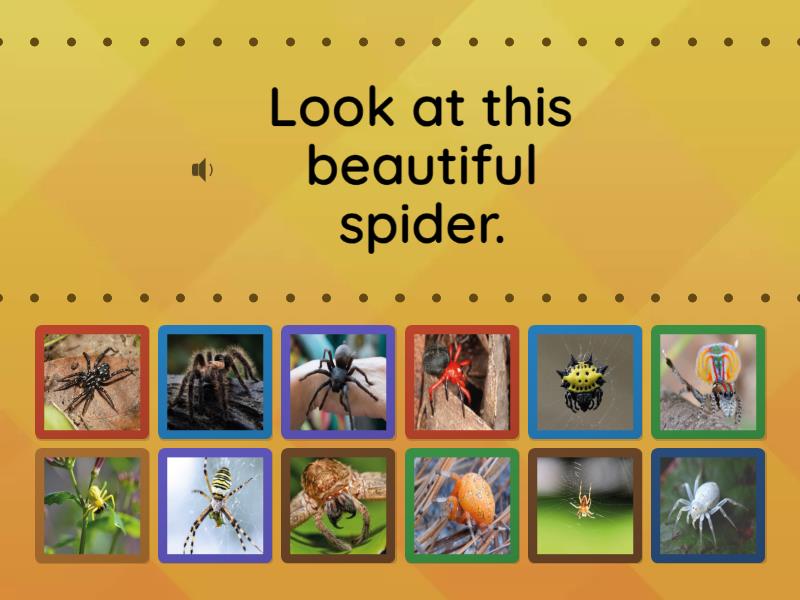 Spiders - Find the match