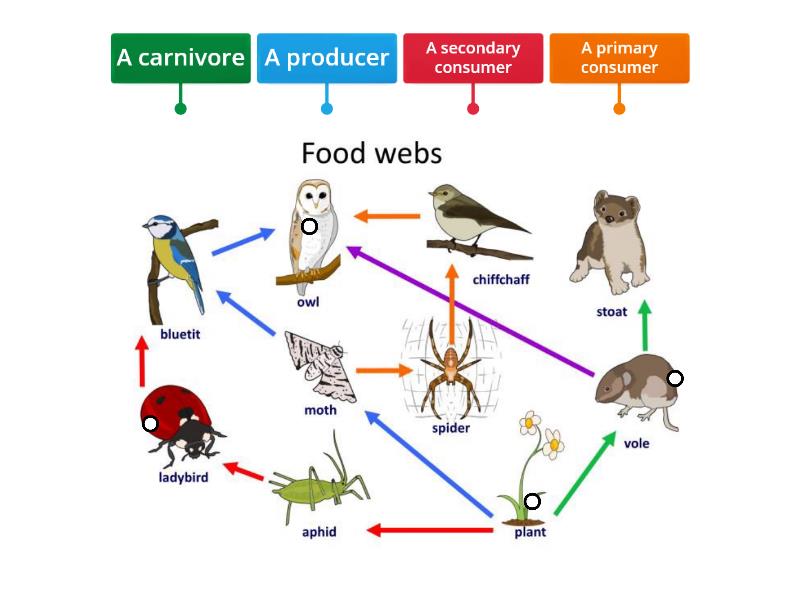 Food Web - Labelled diagram