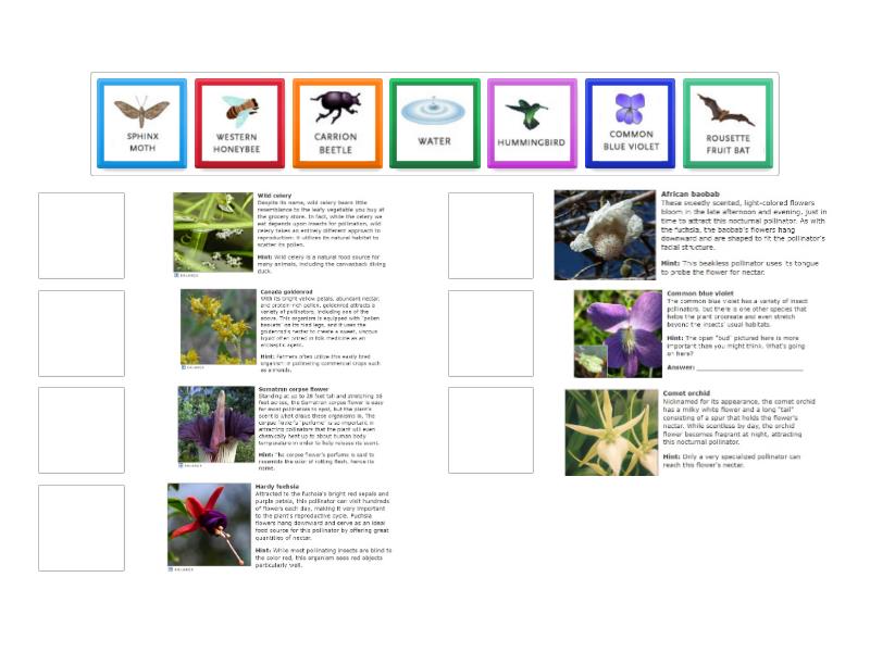 Pick The Pollinators - Match up