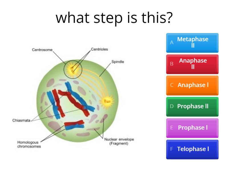 Meiosis Quiz